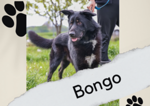 Bongo