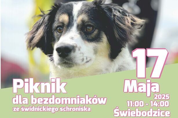 Piknik dla bezdomniaków – pomóż zwierzakom ze świdnickiego schroniska