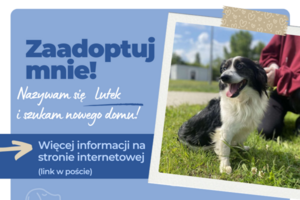 Poznaj Lutka – psa o wielkim sercu!