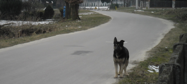 Znaleziono zbłąkanego psa -  Pies Łychów Szlachecki