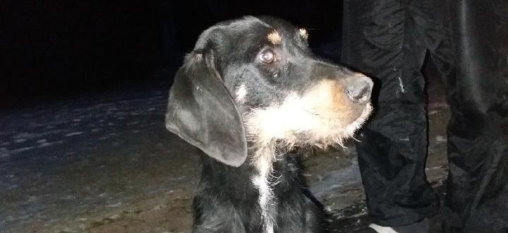 Znaleziono zbłąkanego psa -  Pies Wola Trzydnicka
