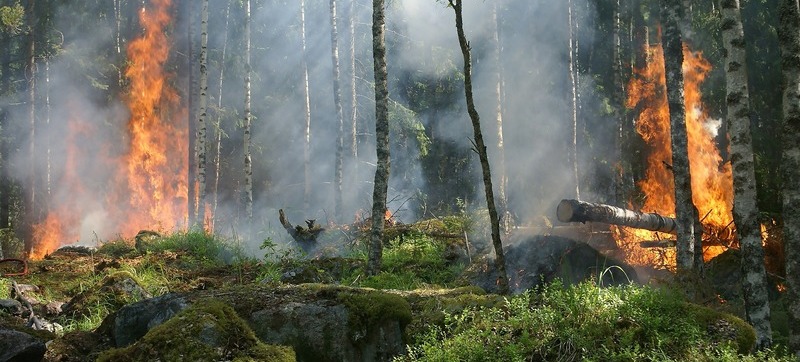 Obowiązki z zakresu ochrony przeciwpożarowej lasów