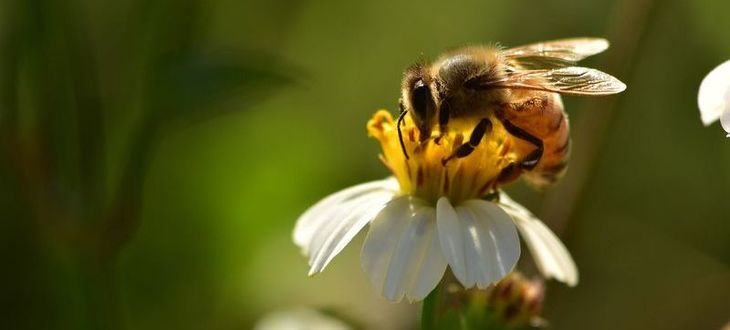 Międzywojewódzkie szkolenie pszczelarzy