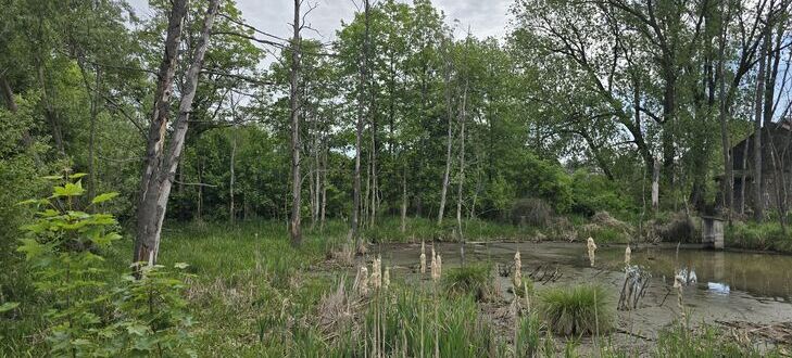 Na zdjęciu widać zalesiony obszar z małym stawem. Wysokie drzewa otaczają wodę, w której wystają poskręcane gałęzie. Roślinność bujnie porasta brzegi, a niebo jest lekko zachmurzone.