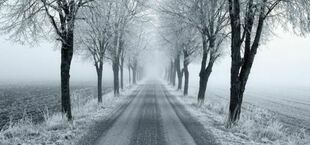 Droga otoczona drzewami pokrytymi szronem w zimowym, mglistym krajobrazie.