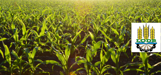 Młode zielone rośliny kukurydzy na polu rolnym, nasłonecznione promieniami słońca z logo LOPR w prawym górnym rogu.