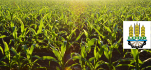 Młode zielone rośliny kukurydzy na polu rolnym, nasłonecznione promieniami słońca z logo LOPR w prawym górnym rogu.