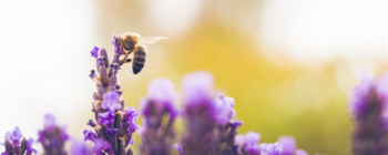 Pszczoła latająca w pobliżu fioletowych kwiatów lawendy na rozmytym tle.
