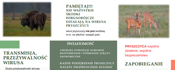 Na obrazku widać materiał informacyjny dotyczący pryszczycy. Zawiera zdjęcia zwierząt, informacje o wirusie, jego transmisji, przeżywalności, oraz wskazówki dotyczące zapobiegania i świadomości zagrożeń.