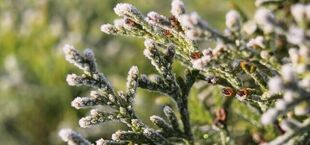 Gałązki pokryte szronem na tle zieleni. Krótkie igły mają delikatną warstwę lodu, która połyskuje w promieniach słońca. Tło jest rozmyte, co dodaje zdjęciu efektu głębi.