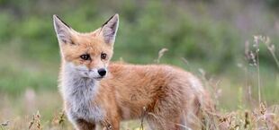 Dodatkowa akcja szczepienia lisów przeciwko wściekliźnie