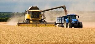 Na polu pszenicy pracuje żółty kombajn zbożowy, z którego ziarno jest przesypywane do przyczepy niebieskiego ciągnika. Na horyzoncie widać zalesione wzgórza pod pochmurnym niebem.