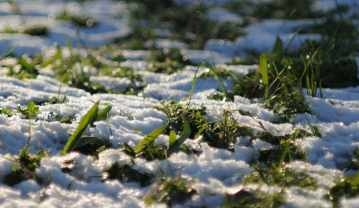 śnieg na trawie