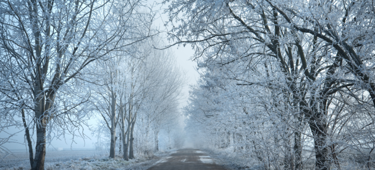 Szlak otoczony drzewami pokrytymi szronem w zimowym, mglistym krajobrazie.