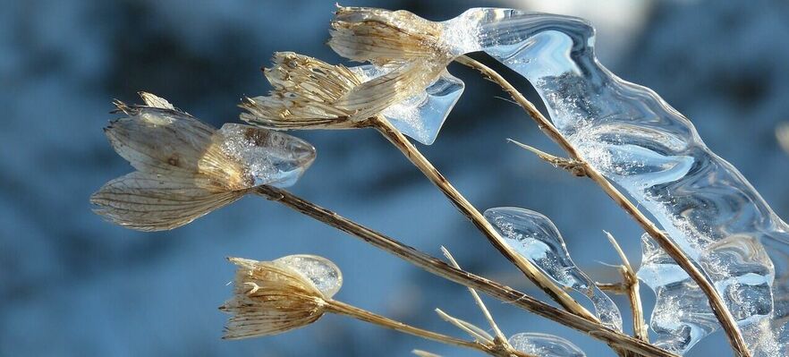 Zmarznięte rośliny pokryte cienką warstwą lodu świecącego w słonecznym świetle na tle nieostrym.