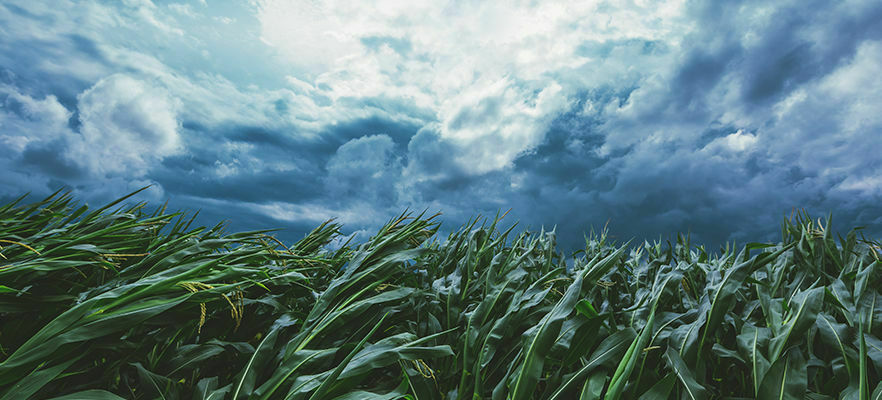 Zdjęcie pola kukurydzy z zielonymi roślinami na pierwszym planie i dramatycznym, burzowym niebem z ciężkimi chmurami na tle.