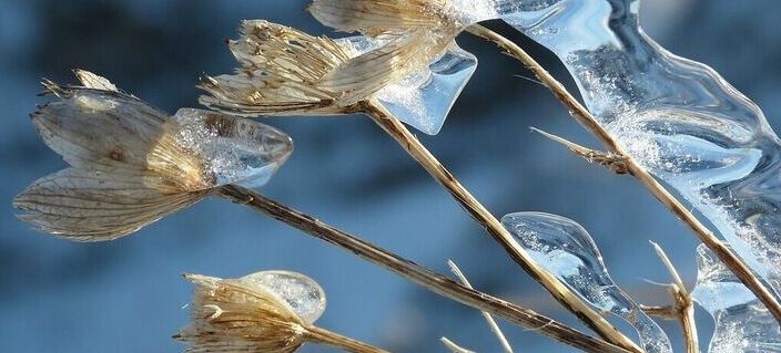Zmarznięte rośliny pokryte cienką warstwą lodu świecącego w słonecznym świetle na tle nieostrym.