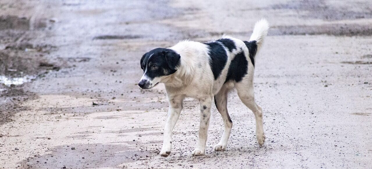 Informacja dla właścicieli psów