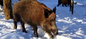 Dyżur pracownika inspektoratu dot. Afrykańskiego Pomoru Świń