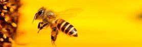 Zdjęcie przedstawiające pszczołę