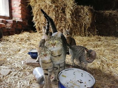 Kotki z jednego z gospodarstwa w gminie Żarów