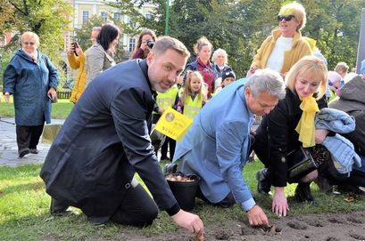 zastępca burmistrza Przemysław Sikora, Robert Jagła i Sabina Cebula podczas sadzenia cebulek żonkili w Świdnicy