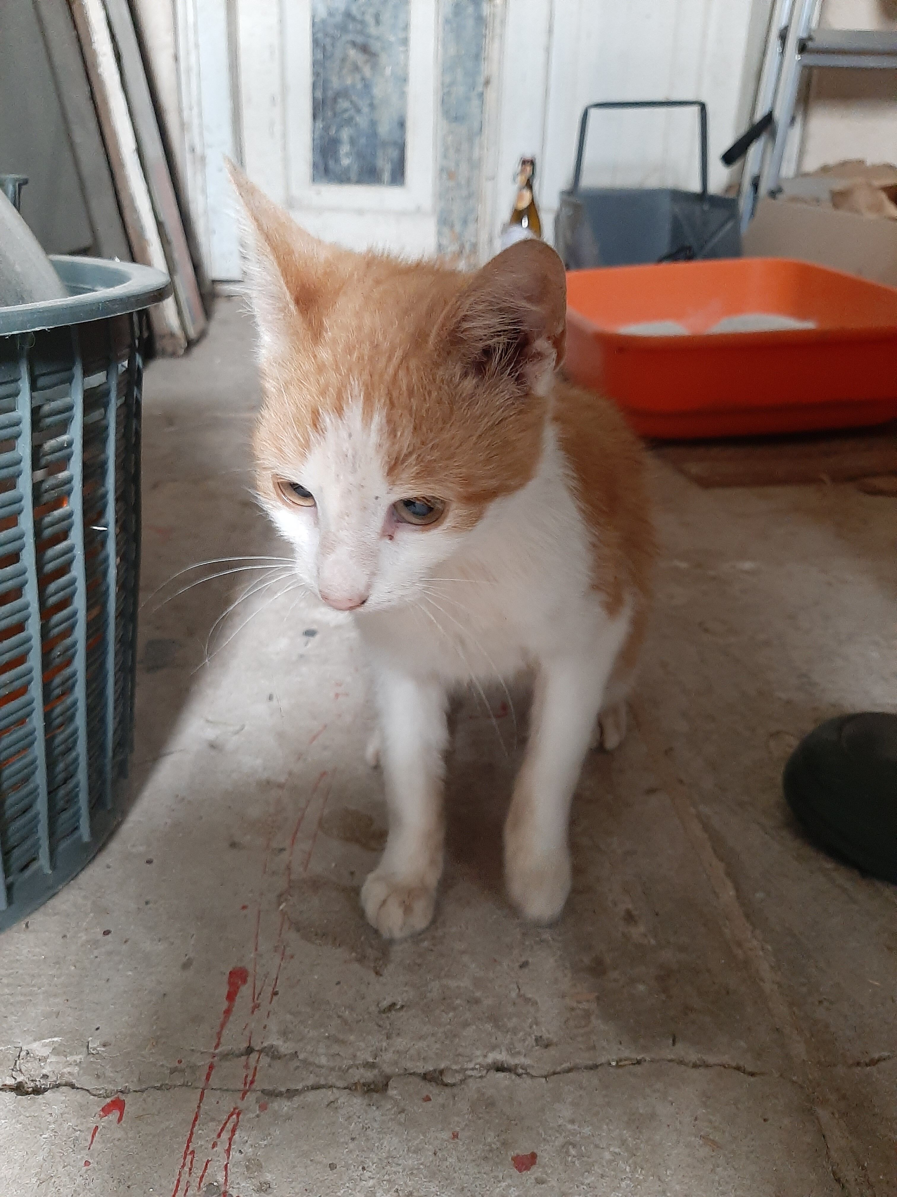 Mały, rudy kotek z białymi łapkami stoi na szarej podłodze w pomieszczeniu. Obok znajduje się kosz oraz pomarańczowa kuweta.