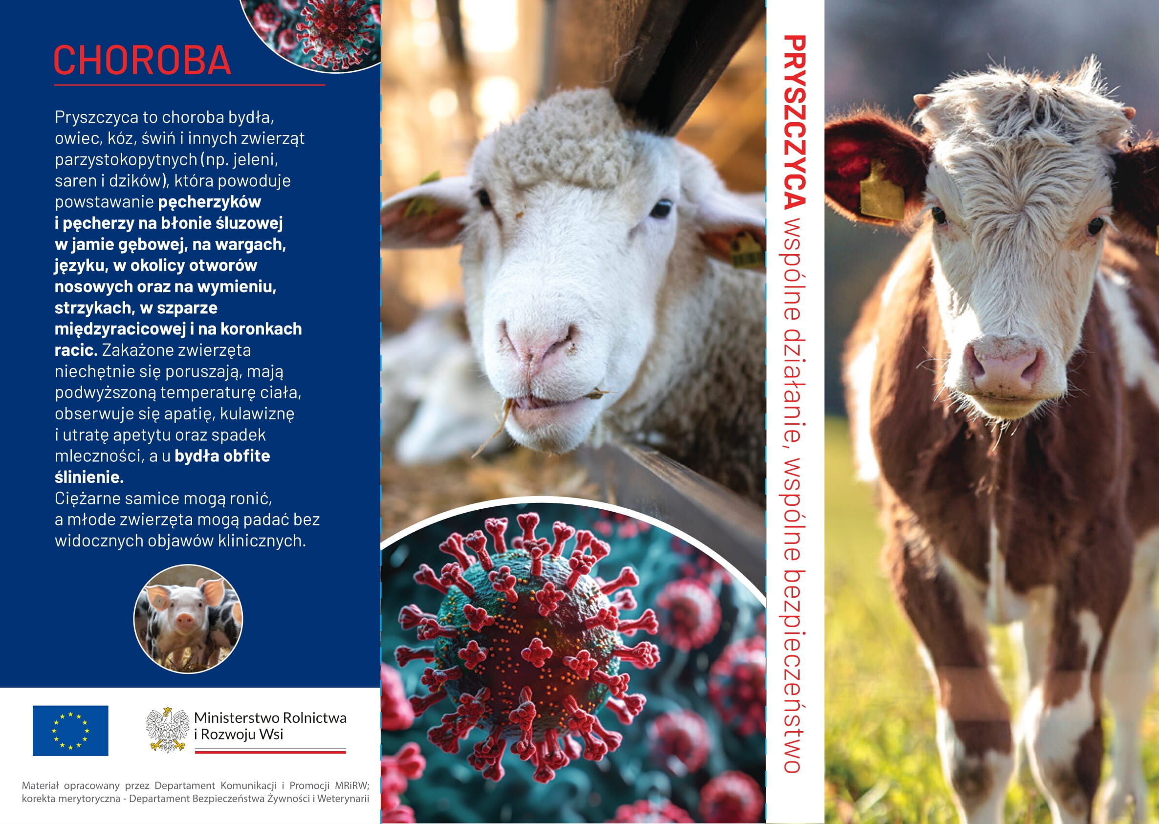 Na zdjęciu widać ulotkę informacyjną na temat pryszczycy. Zawiera zdjęcia krowy i kozy na tle pastwiska oraz grafikę przedstawiającą wirusa. Na ulotce znajdują się także informacje na temat choroby i jej wpływu na zwierzęta.