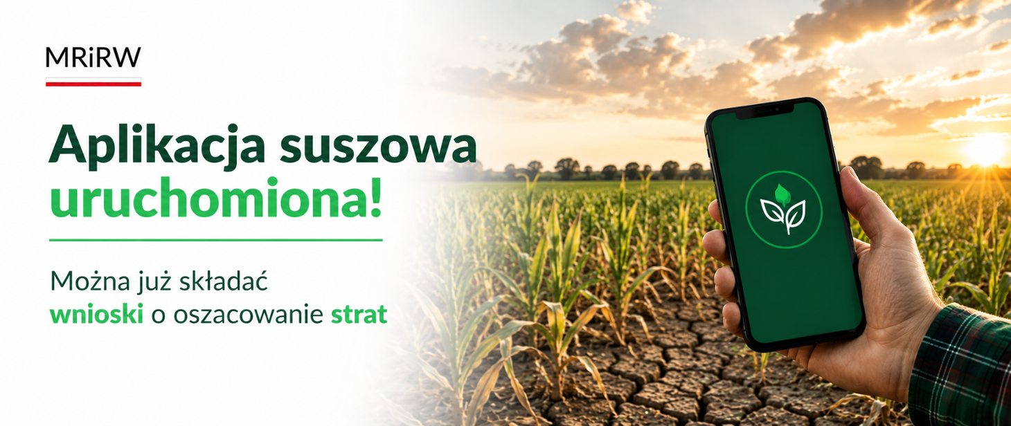 Baner Ministerstwa Rolnictwa i Rozwoju Wsi z dużym zielonym napisem "Aplikacja suszowa uruchomiona!" oraz podpisem "Można już składać wnioski o oszacowanie strat". W lewym g&oacute;rnym rogu logo MRiRW. Po prawej stronie fotografia pola kukurydzy o zachodzie słońca z popękaną, wyschniętą ziemią, a na jej tle dłoń trzymająca smartfon z zieloną ikoną aplikacji w kształcie liścia.