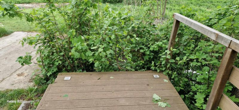 Drewniany pomost prowadzący do zarośniętej zielenią i krzewami ścieżki w naturalnym otoczeniu.