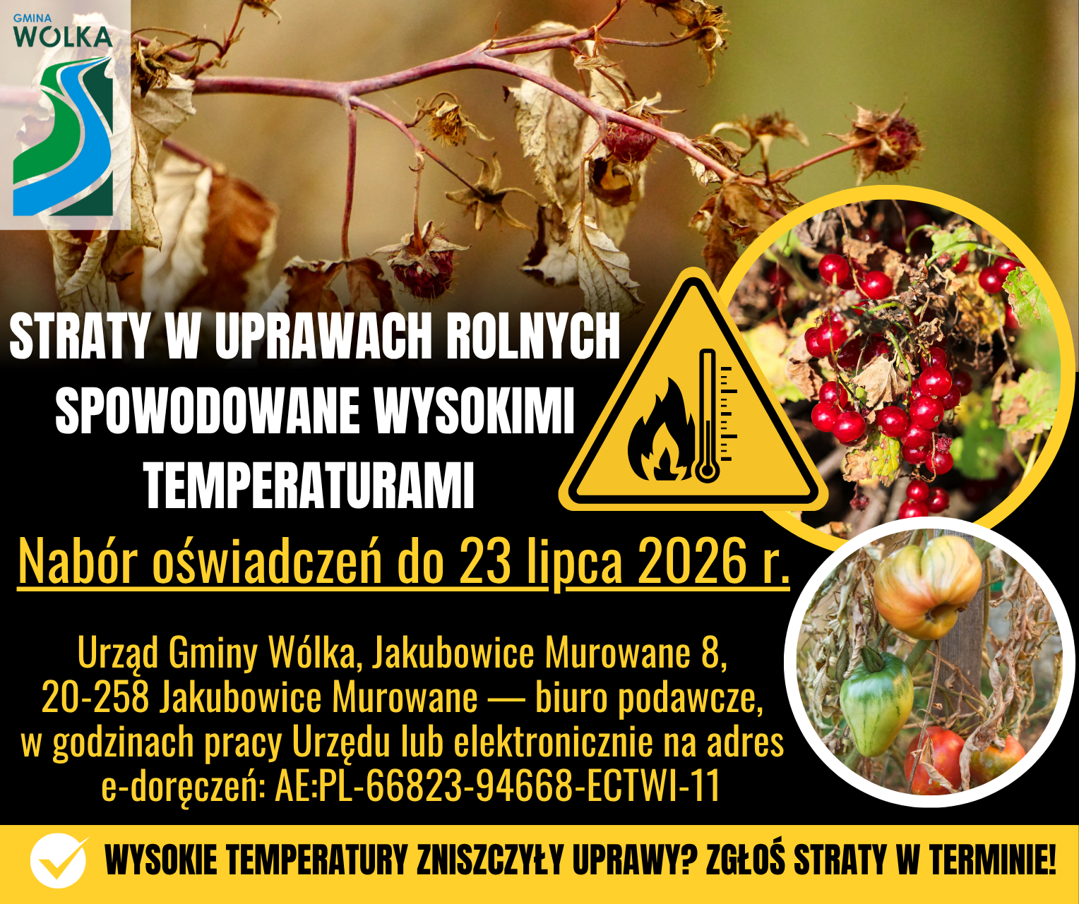 Plakat informacyjny o stratach w uprawach spowodowanych wysokimi temperaturami. Zdjęcia pokazują uschnięte liście, ż&oacute;łknącą roślinę i przekwitające owoce. Obejmuje dane kontaktowe Urzędu Gminy W&oacute;lka i termin zgłoszeń do 23 lipca 2026 r.