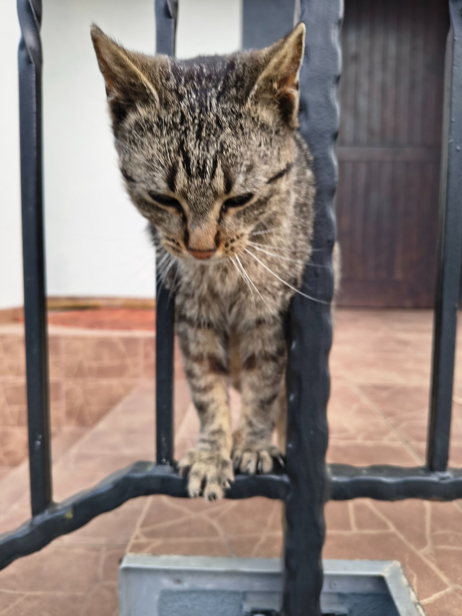 Zbliżenie na pręgowanego, szaro-brązowego kota. Kot przechodzi przez czarną metalową balustradę: ma głowę między prętami, jedno ucho lekko przekrzywione, oczy przymrużone, a przednią łapę wysuniętą do przodu. Widać długie białe wąsy i ciemne pręgi na czole oraz pysku.