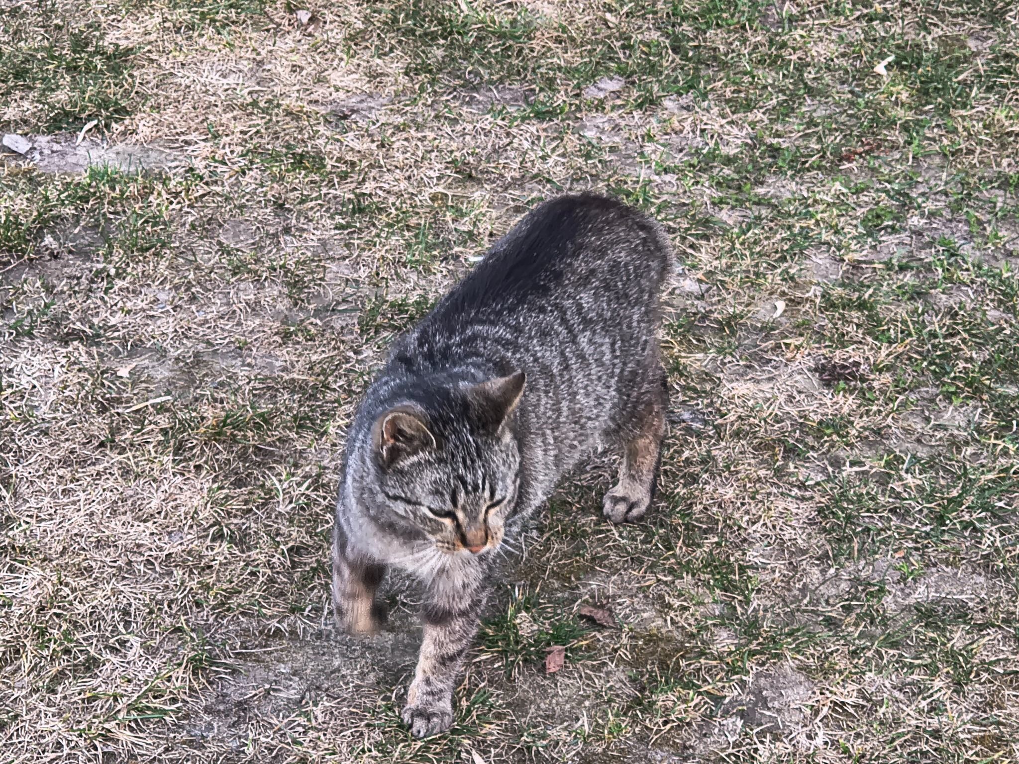 Pasiasty szaro-brązowy kot na trawie z suchymi, przerzedzonymi miejscami ziemi. Kot jest sfotografowany z góry, idzie do przodu z uniesioną przednią łapą, głowę ma lekko opuszczoną, a ogon nisko. Na grzbiecie ma ciemniejszy pas i wyraźne pręgi na bokach oraz łapach.