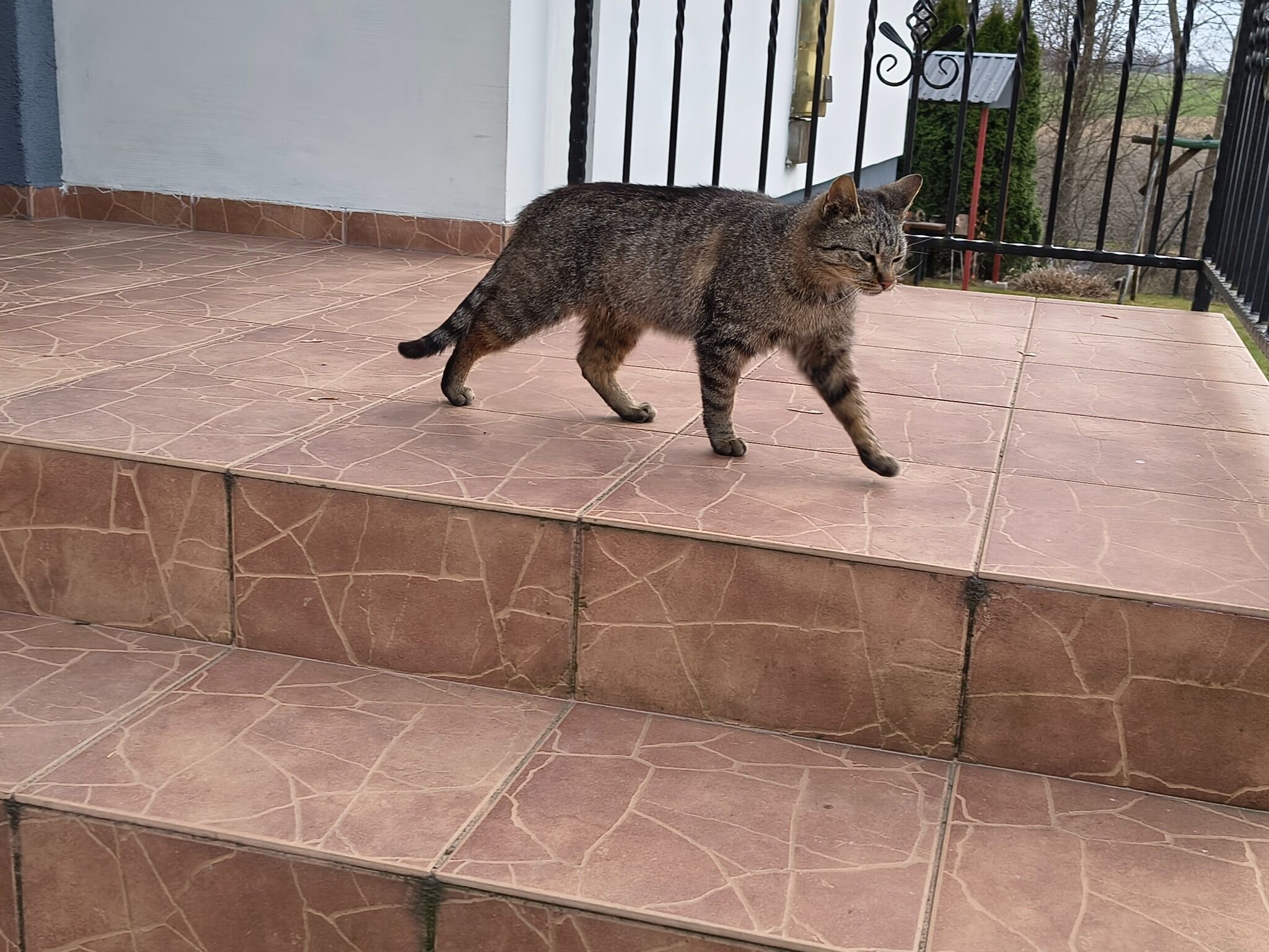 Pasiasty szaro-brązowy kot na kafelkowanych schodach przy wejściu do budynku. Kot jest uchwycony z profilu w trakcie chodzenia w prawo, z wysuniętą przednią łapą, ogonem opuszczonym i lekko przymrużonymi oczami. Futro ma pręgowane, z ciemniejszymi paskami na bokach i łapach; pysk ma jaśniejszy w okolicy nosa i policzków, uszy stojące.  Schody i podest są wyłożone brązowo-różowymi płytkami z jasnymi żyłkami, a na krawędziach widać linie fug. Po lewej stronie jest biało-szara ściana z cokołem z płytek. W tle widać czarną metalową balustradę i fragment białej elewacji, a dalej na zewnątrz drzewa i kawałek terenu.