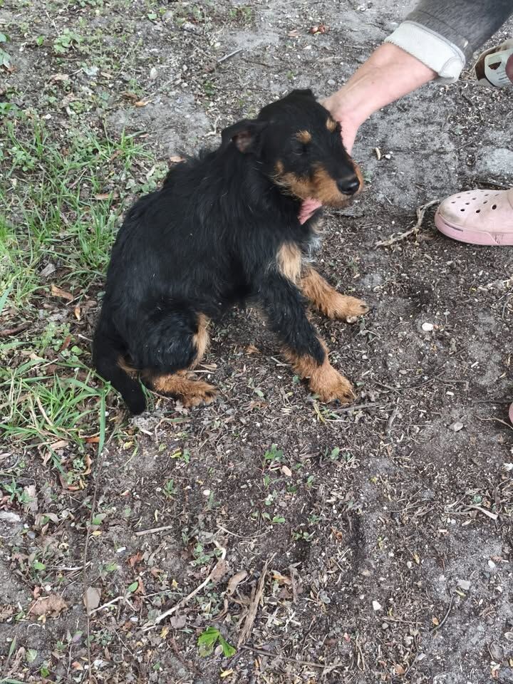 Mały czarno-rudy pies siedzący na ziemi. Pies ma średniej długości, dość kudłatą sierść: większość ciała jest czarna, a łapy, pyszczek i część klatki piersiowej są rudobrązowe. Uszy są oklapnięte, ogon dość krótki. Pies siedzi na ziemi z ubitej ziemi z pojedynczymi źdźbłami trawy i drobnymi roślinami. Głowa psa jest lekko uniesiona, oczy są częściowo przymknięte, pyszczek skierowany na bok. Z prawej strony widoczne jest ramię w długim rękawie oraz dłoń, która głaszcze psa po głowie i szyi. Po prawej stronie kadru widać różowy, ażurowy klapek na czyjejś stopie. Pies sprawia wrażenie spokojnego i oswojonego.