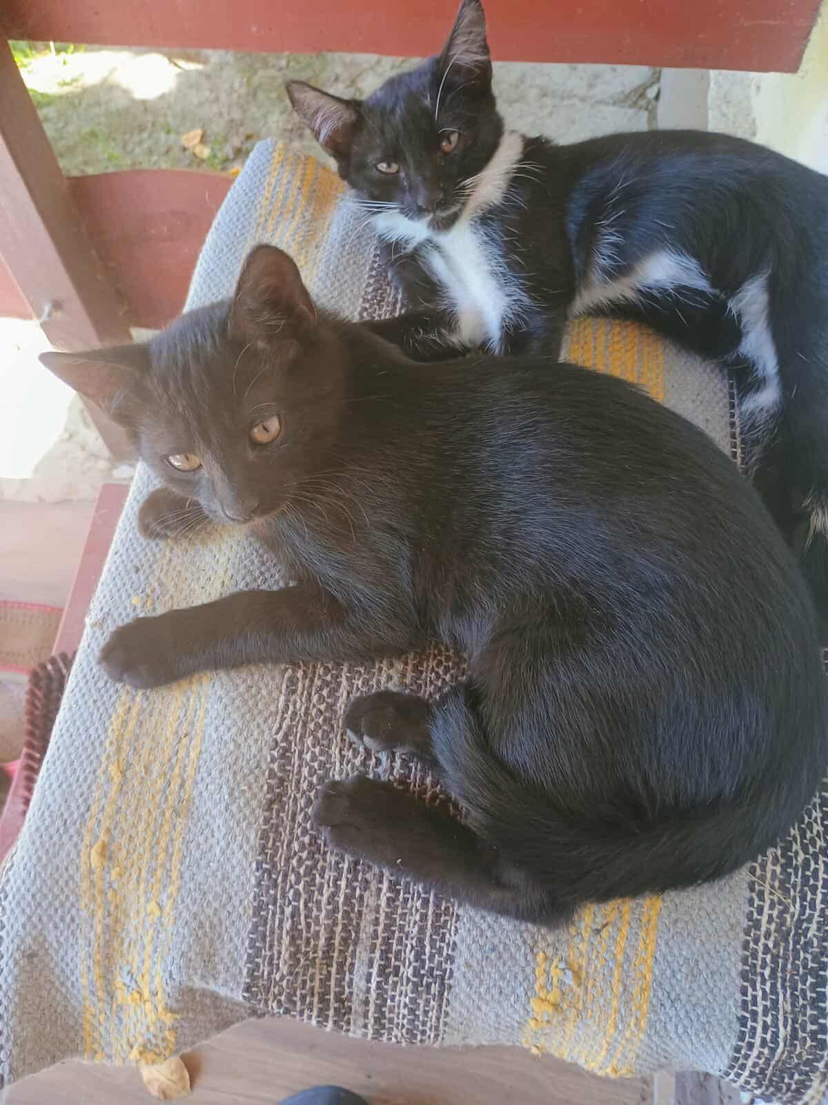 zdjęcie dwóch czarnych kotów