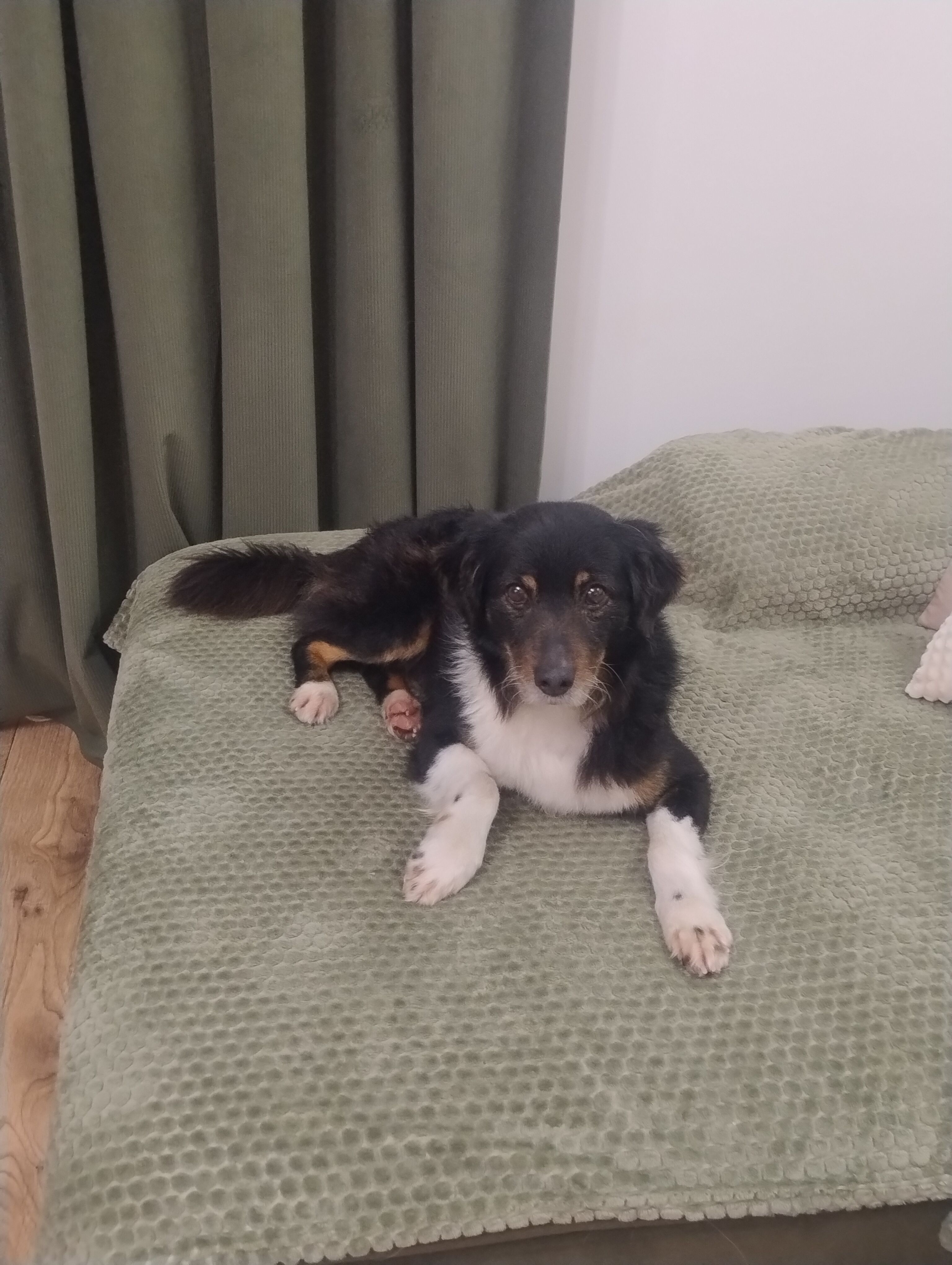 Mały piesek leżący na zielonym, miękkim kocu o fakturze plastra miodu. Piesek ma ciemne, głównie czarne futro z białą piersią i białymi łapkami oraz brązowymi akcentami przy pyszczku i nad oczami. Leży przodem do aparatu, głowę lekko uniesioną, patrzy w stronę obiektywu. Po lewej stronie zdjęcia widać zasłony w podobnym zielonym odcieniu, u dołu fragment drewnianej podłogi. Koc zajmuje większość kadru.