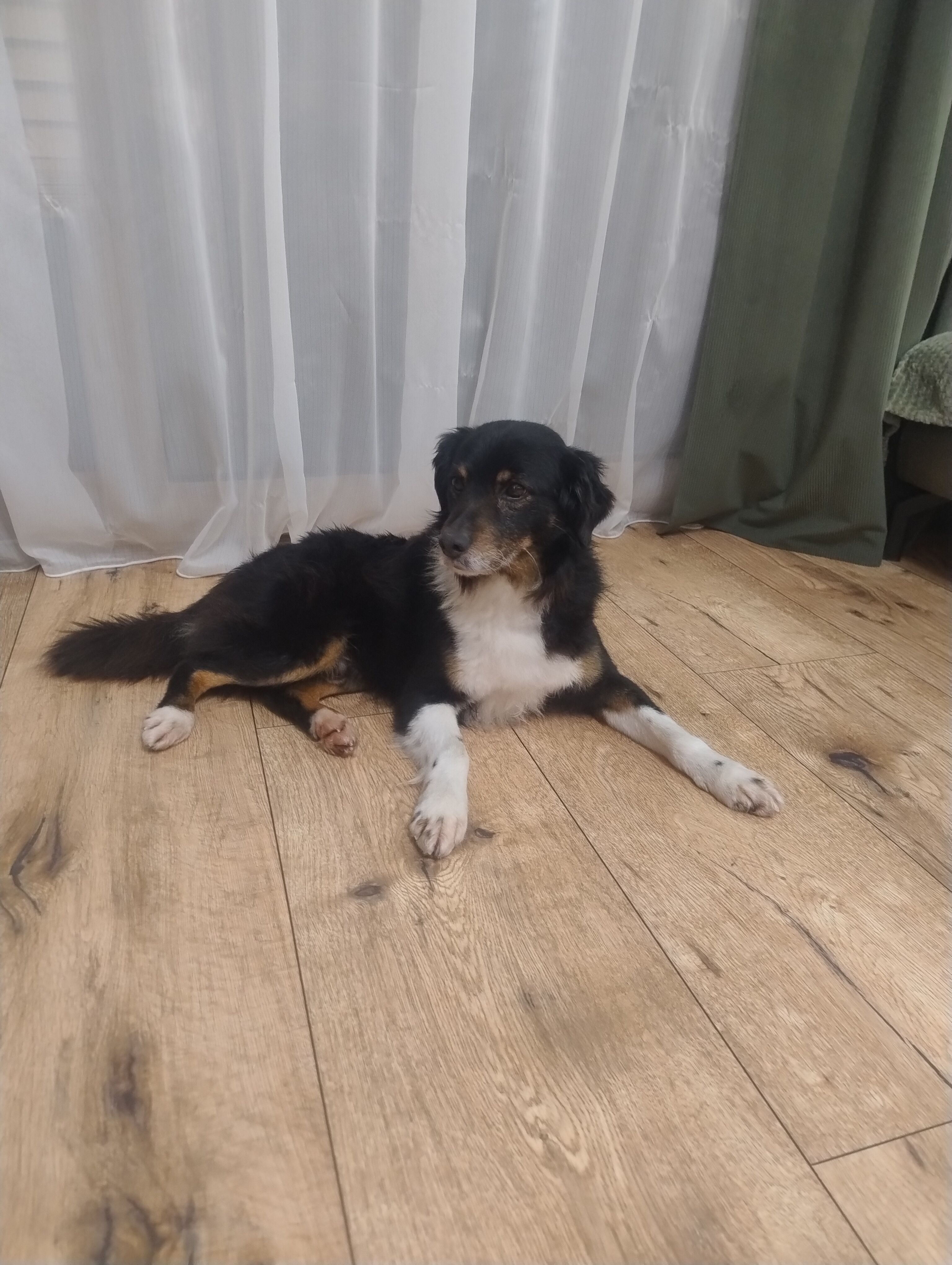 Mały piesek leżący na zielonym, miękkim kocu o fakturze plastra miodu. Piesek ma ciemne, głównie czarne futro z białą piersią i białymi łapkami oraz brązowymi akcentami przy pyszczku i nad oczami. Leży przodem do aparatu, głowę lekko uniesioną, patrzy w stronę obiektywu. Po lewej stronie zdjęcia widać zasłony w podobnym zielonym odcieniu, u dołu fragment drewnianej podłogi. Koc zajmuje większość kadru.