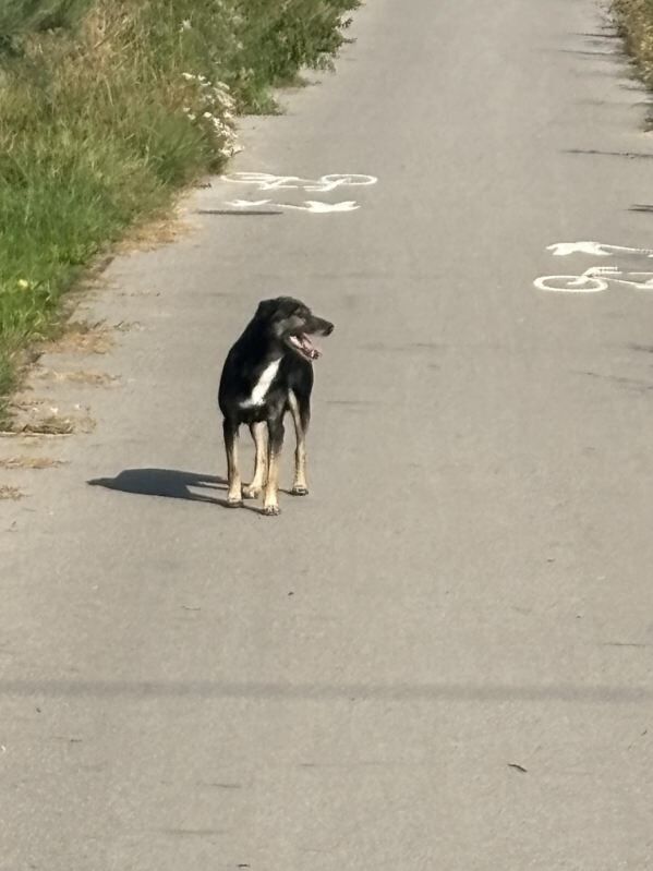 zdjęcie beżowo czarnego psa