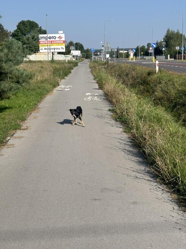 zdjęcie beżowo czarnego psa