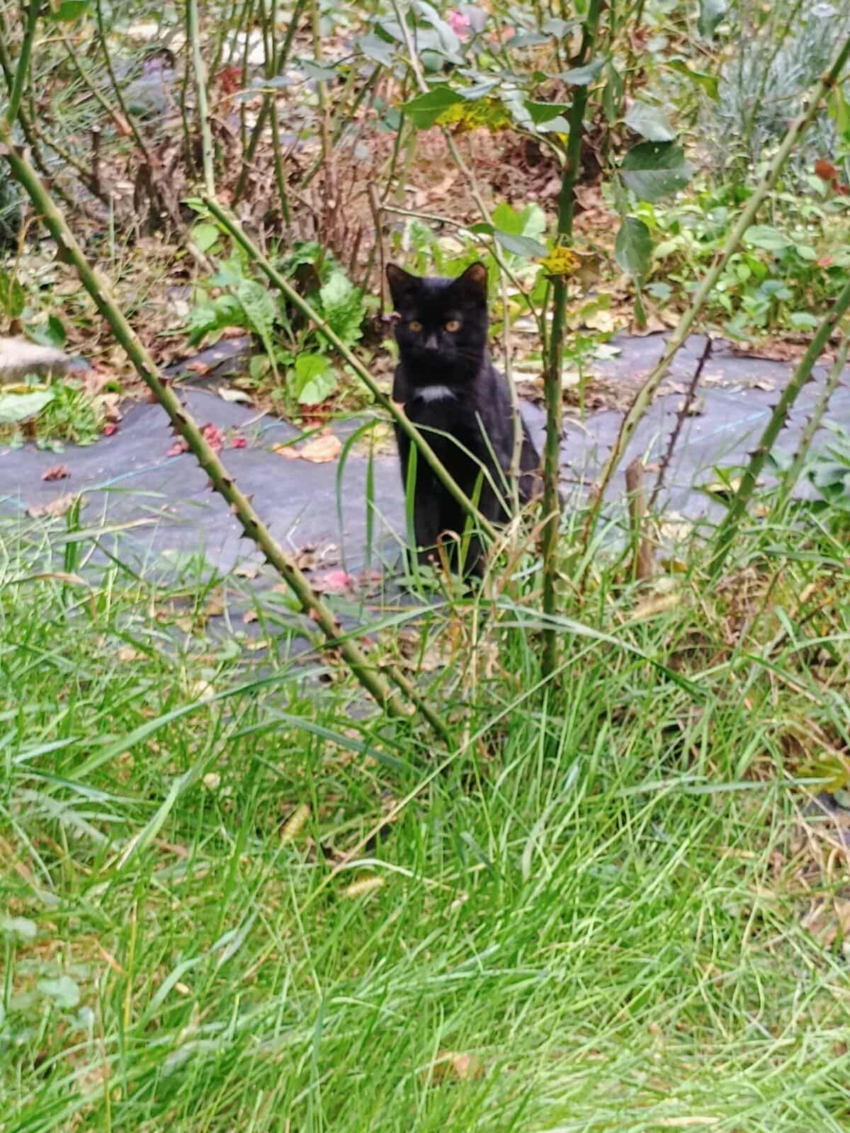 zdjęcie czarnego kota