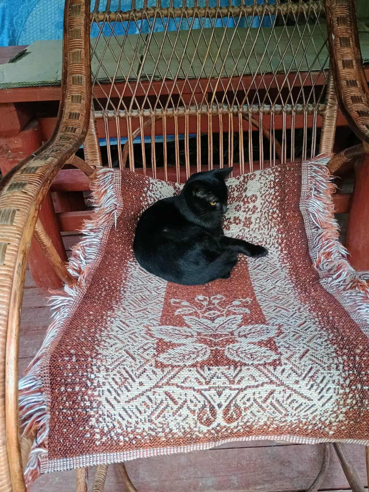 zdjęcie czarnego kota