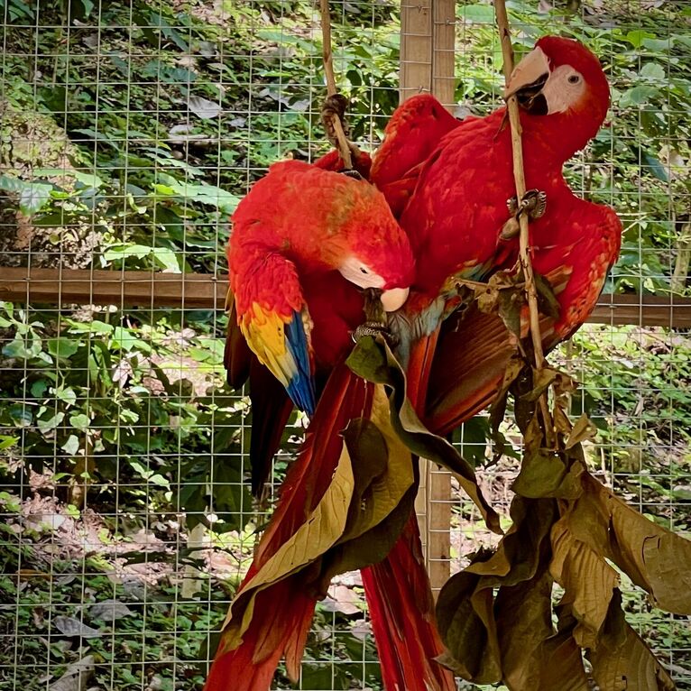 czerwona ara - symbol Hondurasu.