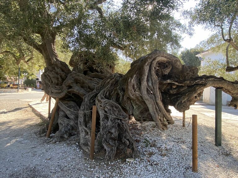 Podobno najstarsze drzewo oliwne na świecie.