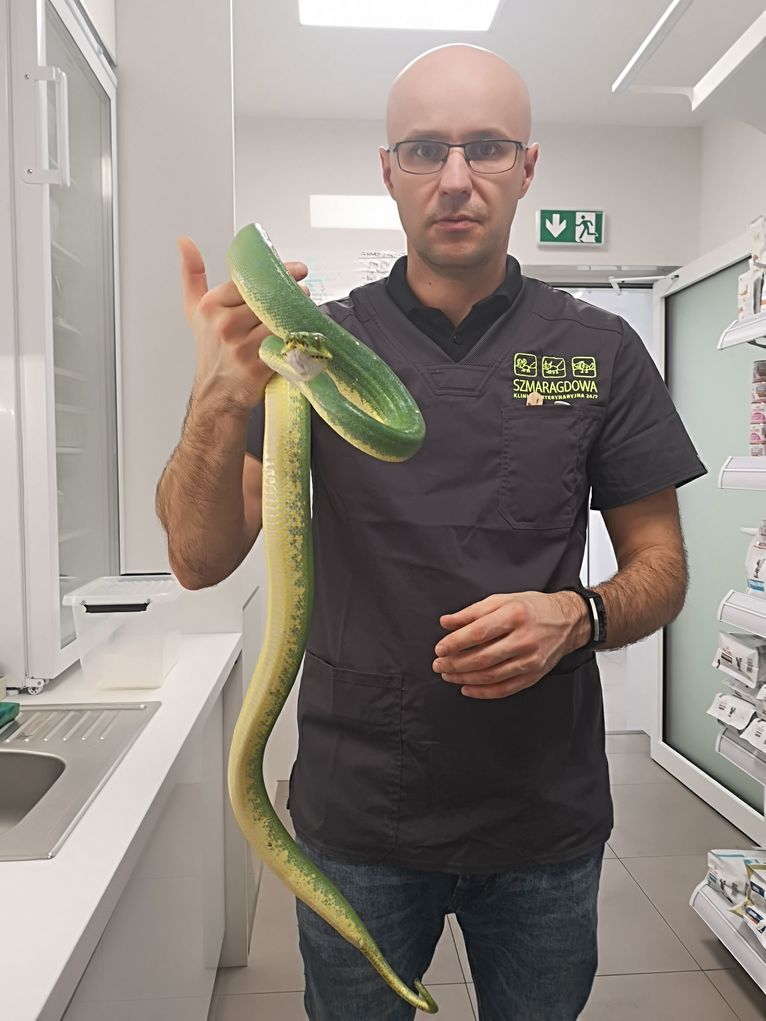 Dr Klaudiusz Szczepaniak z wężem  Morelia viridis