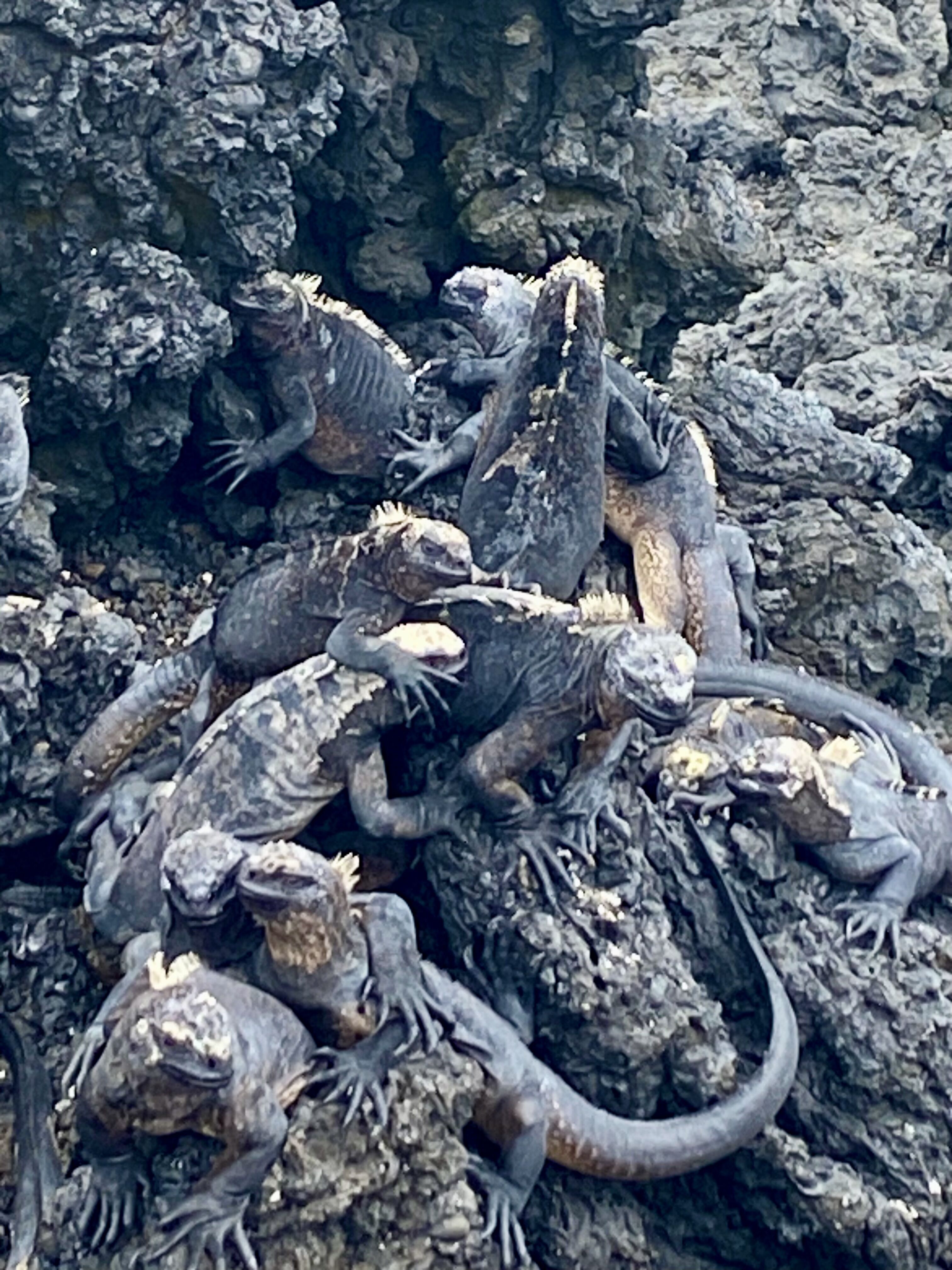 Iguany morskie na plaży