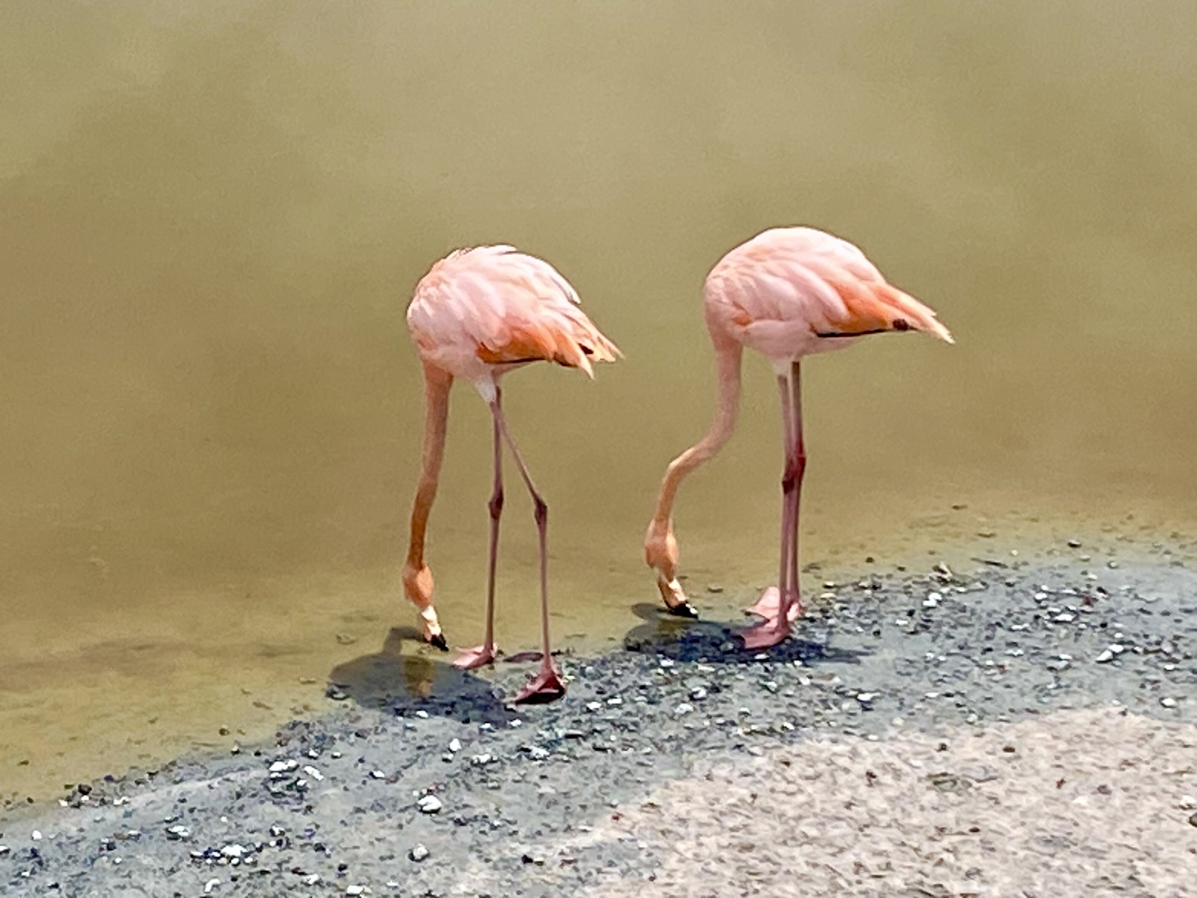 Flamingi też tu można spotkać.