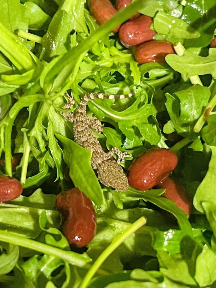 Mały gekon trafił do Polski w sałatce z rukoli