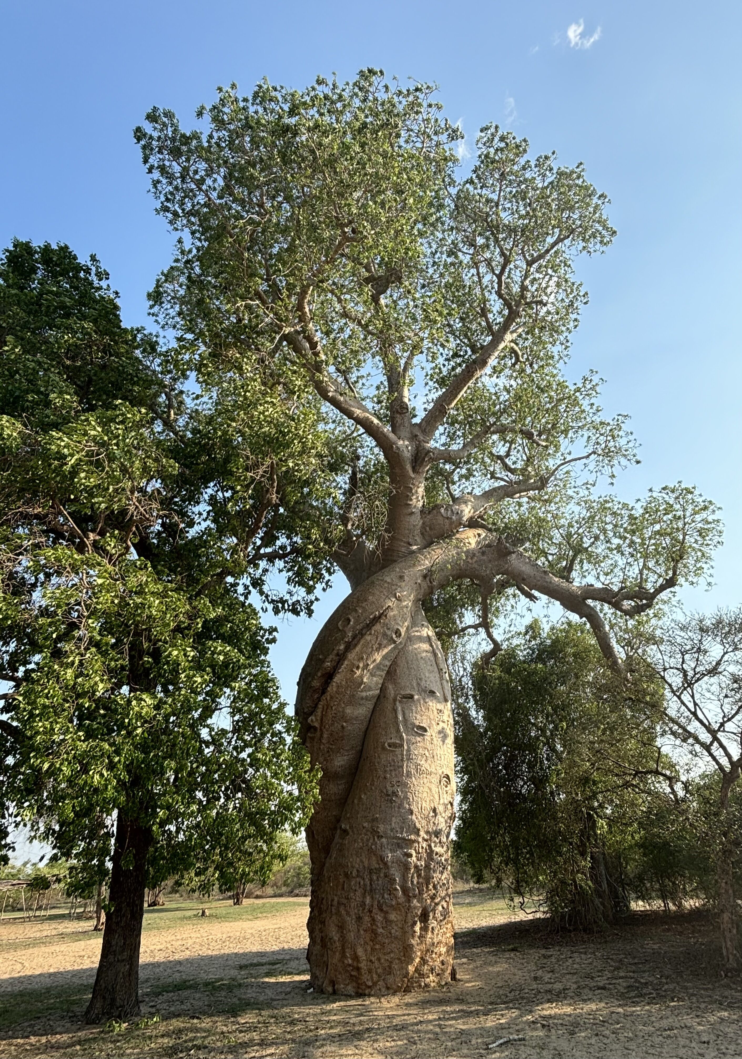 Baobab Miłości