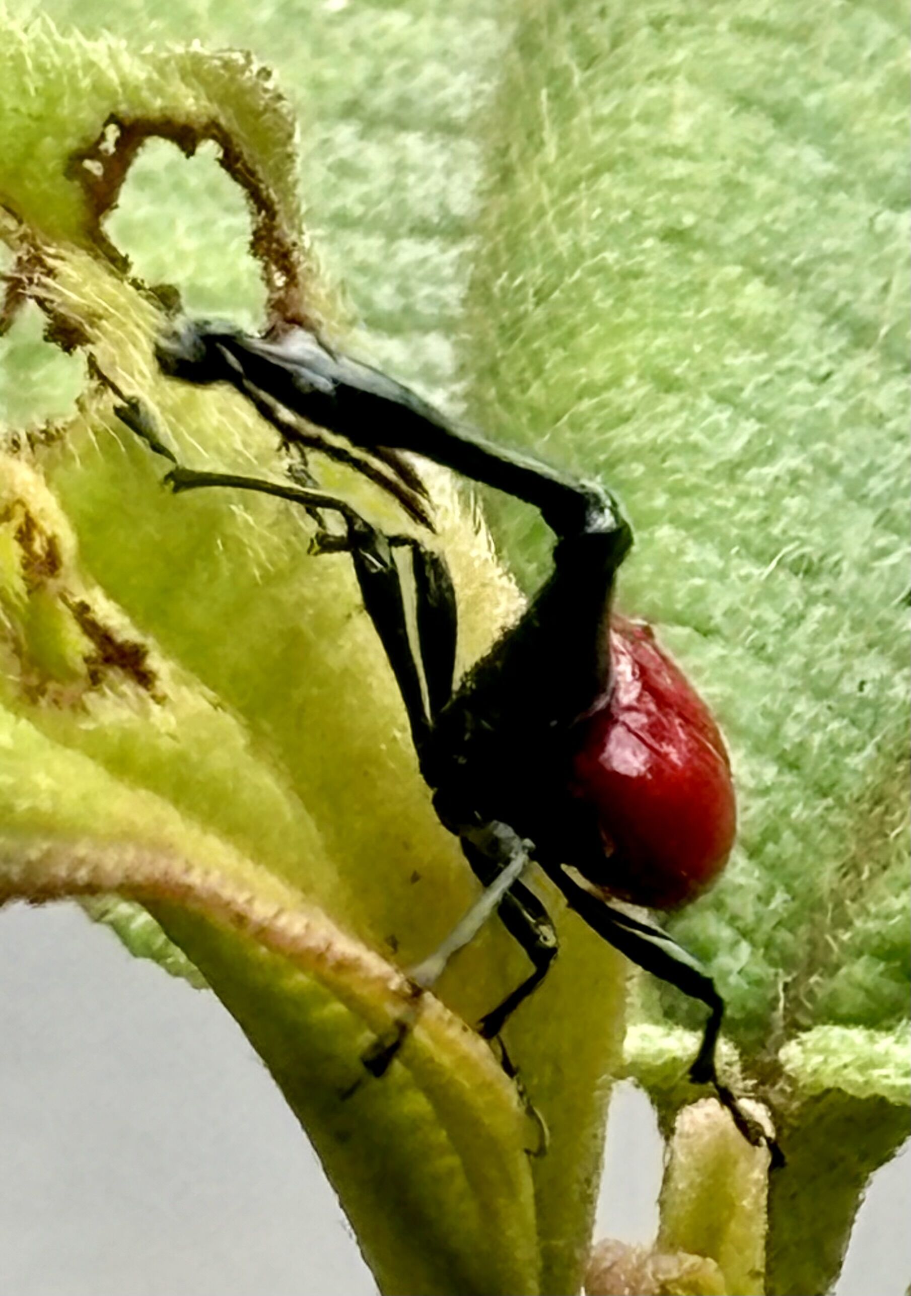 Żyrafka madagaskarska, jeden z endemicznych gatunków.